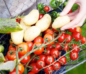 TomTato Tomatenkartoffel von Dehner, Rot
