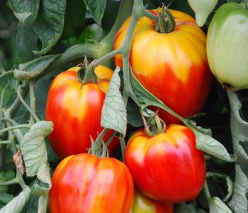 Ochsenherztomate 'Fleurette'