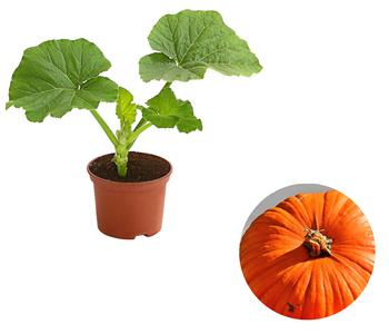 Speisekürbis 'Atlantic Giant'