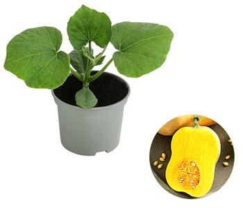 Speisekürbis 'Butternut'
