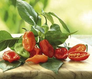 Chili 'Habanero', orange