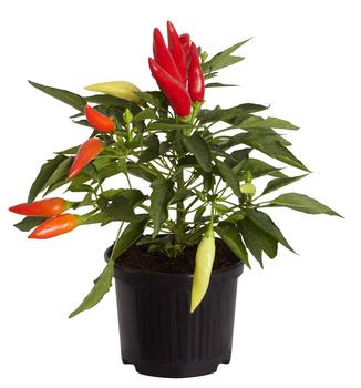 Küchenchili, mild-scharf