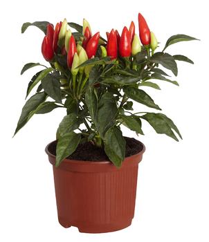 Küchenchili, scharf