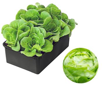 Bio Salanova® Kopfsalat, 6er Schale
