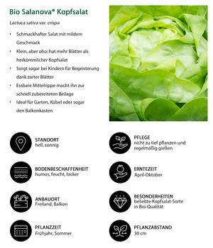 Bio Salanova Kopfsalat, 6er Schale | Dehner