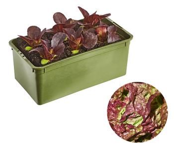 Bio Salanova® Kopfsalat, 6er Schale