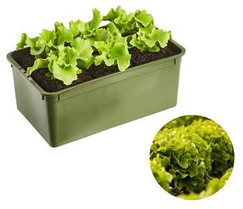 Bio Salanova® Batavia, 6er Schale