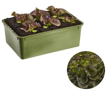 Bio Salanova® Batavia, 6er Schale