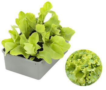 Bio Pflücksalat, 6er Schale