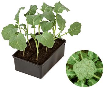 Brokkoli, 6er Schale