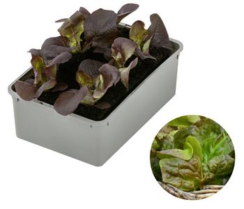 Bio Pflücksalat, 6er Schale