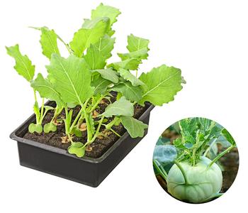 Kohlrabi, weiß, 12er Schale
