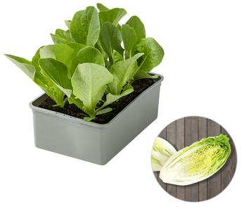 Salatherzen, lausresistent, grün, 6er Schale