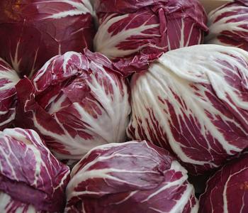 Radicchio, 6er Schale