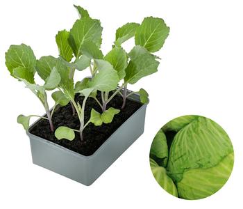 Dehner Gourmet Garten Butterkohl, 6er Schale