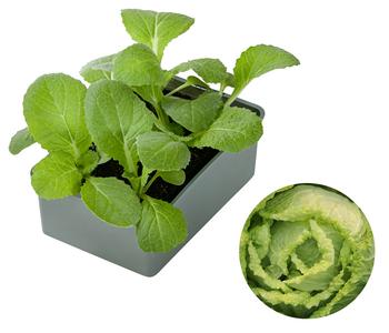 Chinakohl, 6er Schale