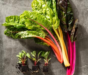 Mangold, bunt, 12er Schale