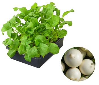 Mairübe, 12er Schale