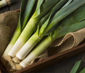 Porree - Lauch, Pflanzschale