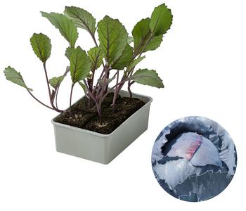 Rotkohl, 6er Schale