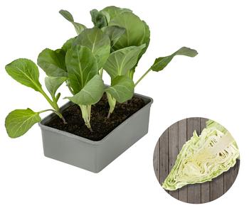 Spitzkohl, 6er Schale