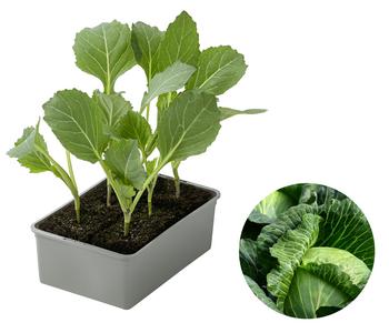 Weißkohl, 6er Schale