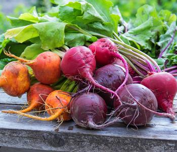 Rote Bete, Rote Rübe, bunt, 12er Schale