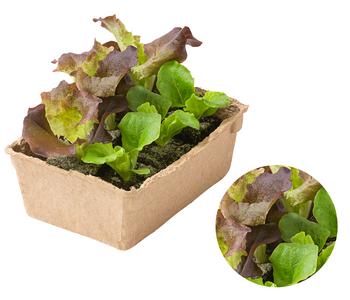 Bio Pflücksalat in Umweltschale, 6er Schale