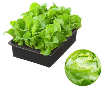Kopfsalat, 12er Schale