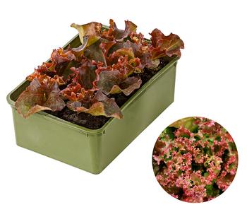 Bio Pflücksalat 'Lollo Rosso', 6er Schale