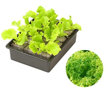 Pflücksalat 'Lollo Bionda', lausresistent, 12er Schale
