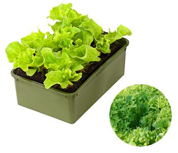 Bio Pflücksalat 'Lollo Bionda', 6er Schale