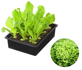 Endiviensalat 'Diva', 12er Schale