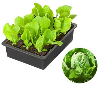 Zuckerhut, 12er Schale