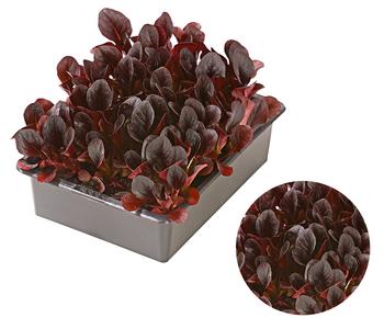 Feldsalat rot, 20er Schale