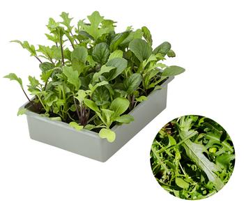 Salatmischung Asia-Leaf, 20er Schale