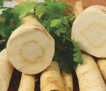 Dehner Gourmet Garten Petersilienwurzel