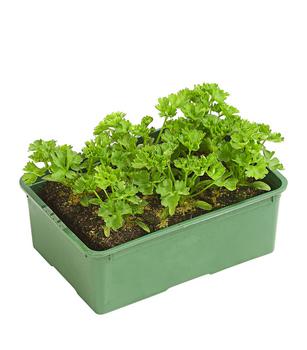 Dehner Bio Petersilie kraus, 6er Schale