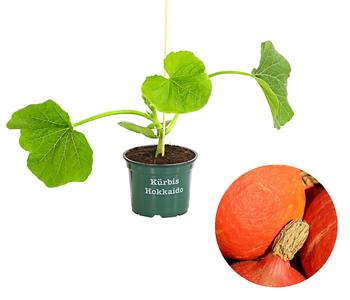 3 x Bioland Speisekürbis 'Hokkaido', Orange - Mindestbestellmenge: 3 Stk.