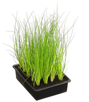 Schnittlauch, 20er Schale