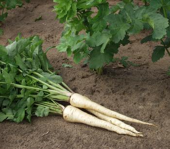 Dehner Gourmet Garten Pastinake