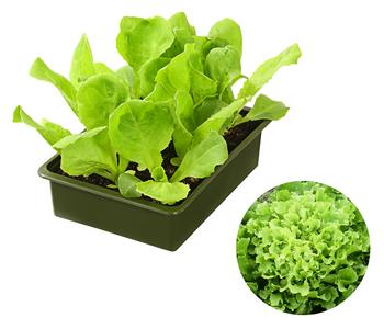 Bio Endiviensalat, 6er Schale