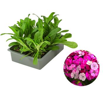 Bart-Nelke, verschiedene Farben, 6er-Schale