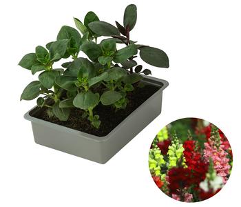 Löwenmäulchen, verschiedene Farben, 6er Schale