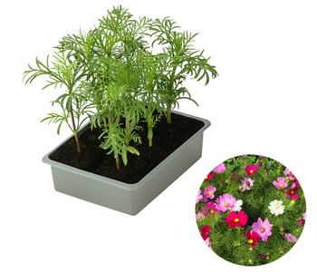 Schmuckkörbchen, verschiedene Farben, 6er Schale