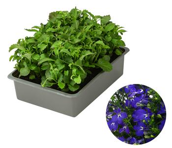 Männertreu, 6er Schale