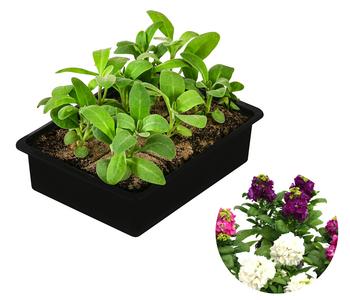 Levkoje, verschiedene Farben, 6er Schale