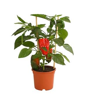 Pick-a-Pep® Paprika, rot