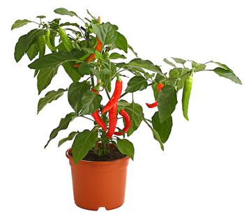 Pick-a-Hot Pep® Peperoni mit Früchten