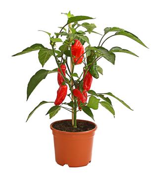 Pick-a-Pep® Snackpaprika mit Früchten